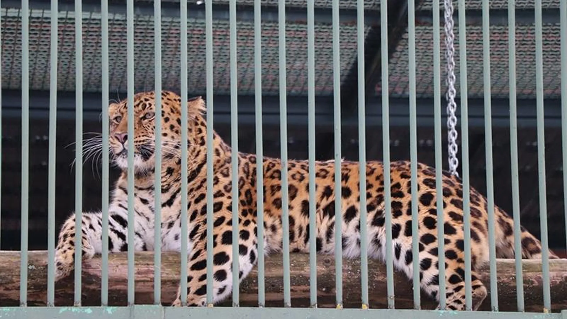 «Он смелый и выносливый»: как под Волоколамском спасают леопарда Эльбруса