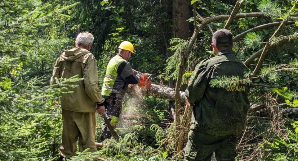 Сломанные ураганом «Эдгар» деревья уберут в деревне Акулово
