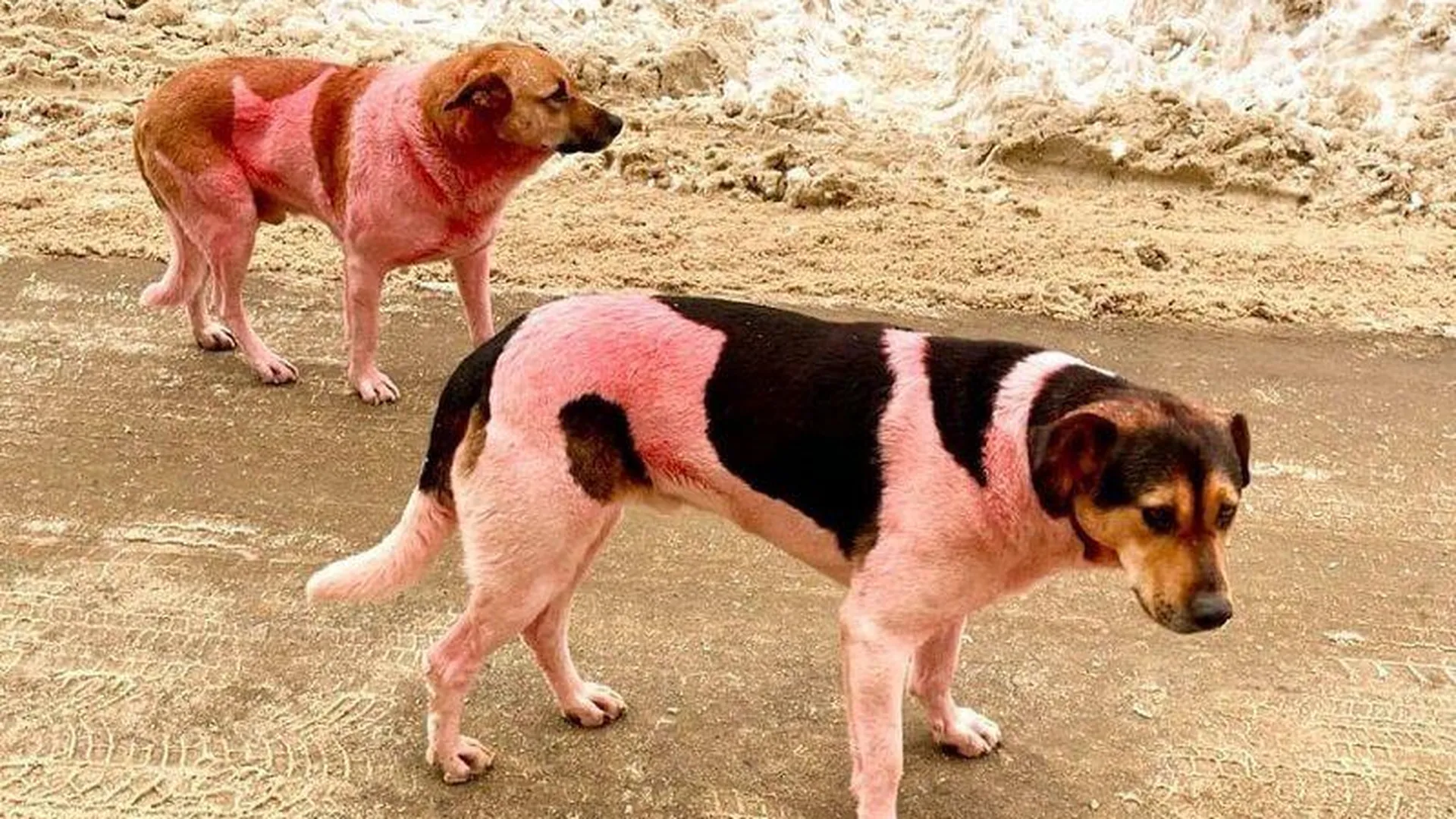 Розовые собаки изумили жителей Долгопрудного