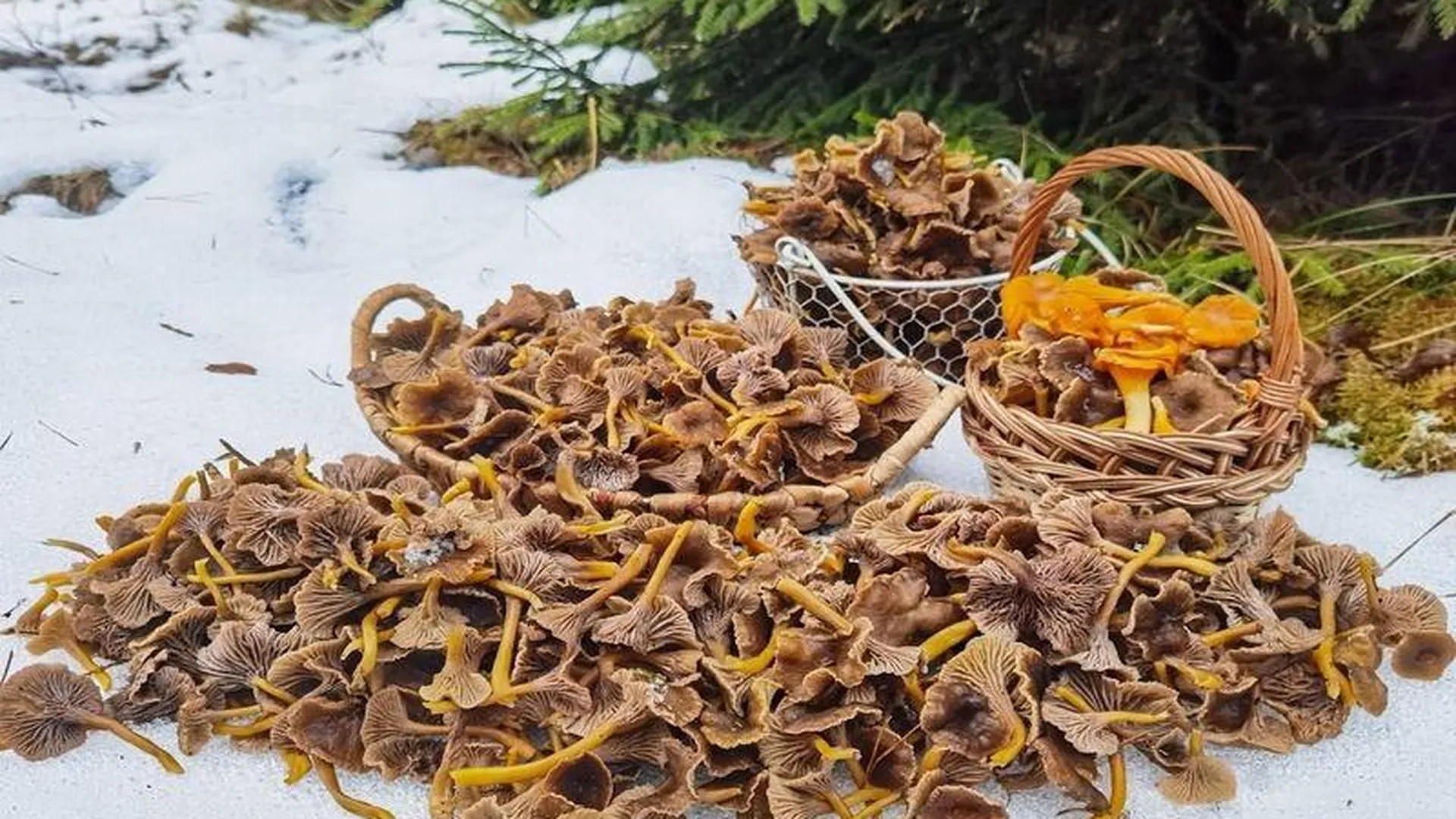 Редкие зимние грибы нашла в заснеженном лесу жительница Подмосковья