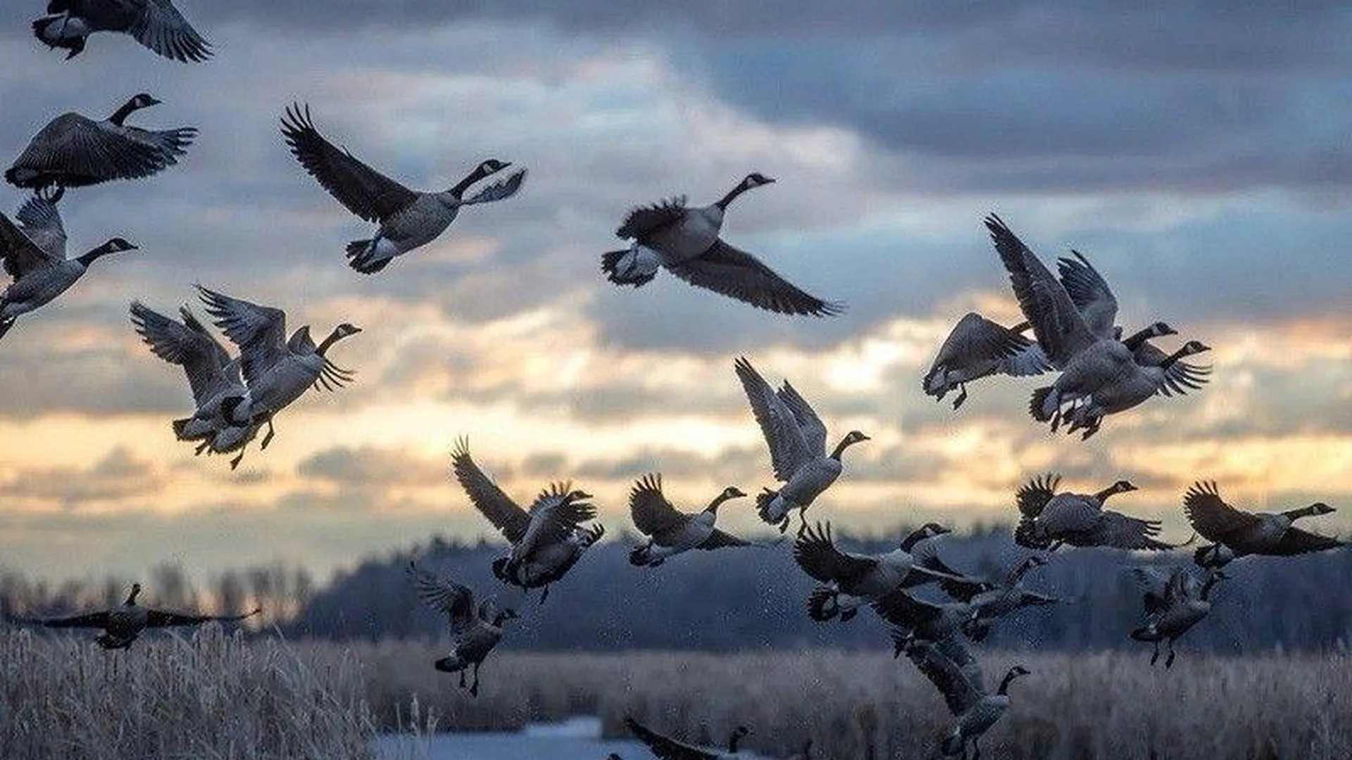 В столичном регионе в ходе наблюдений за птицами собрали данные о 10 тысячах особей