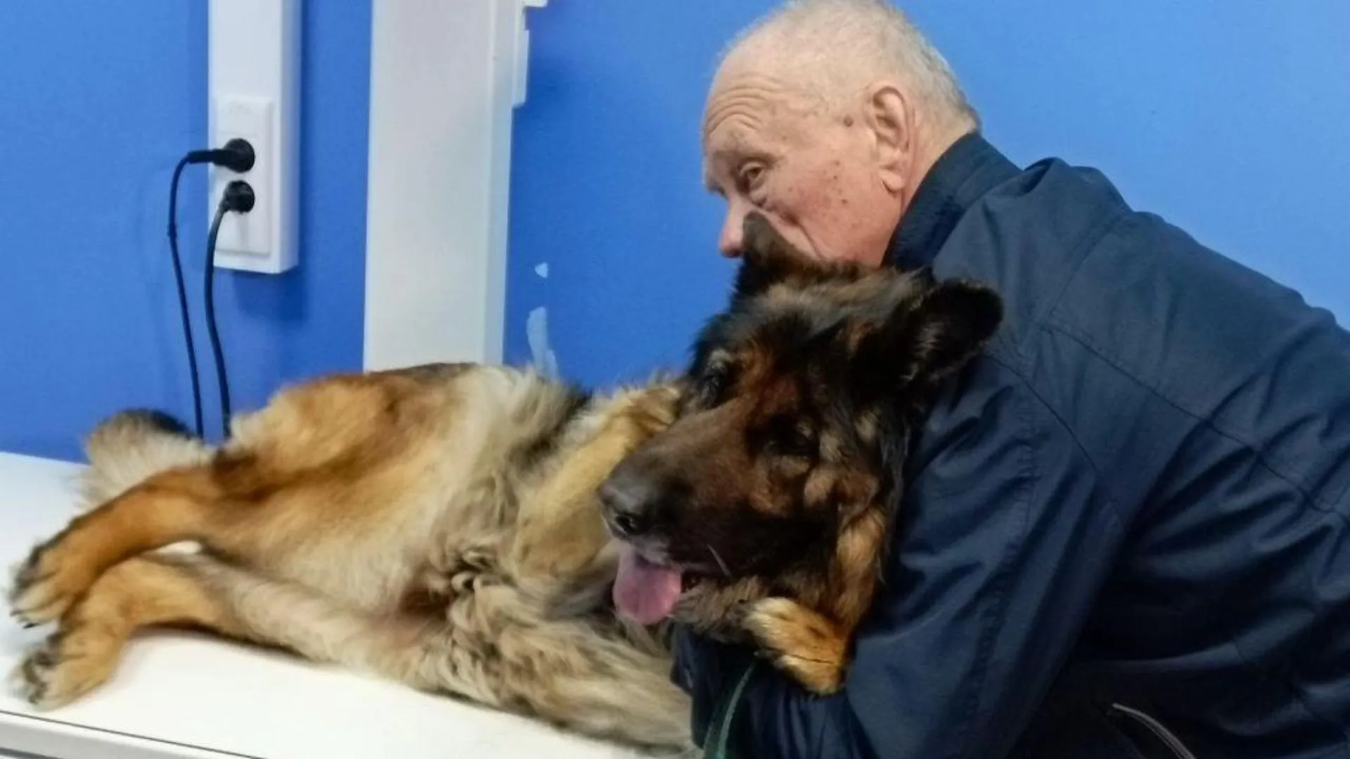 Дмитровские ветеринары спасли собаку, проглотившую большой шуруп