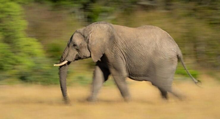 DM: слоны благотворительной организации принца Гарри убивают жителей Малавии