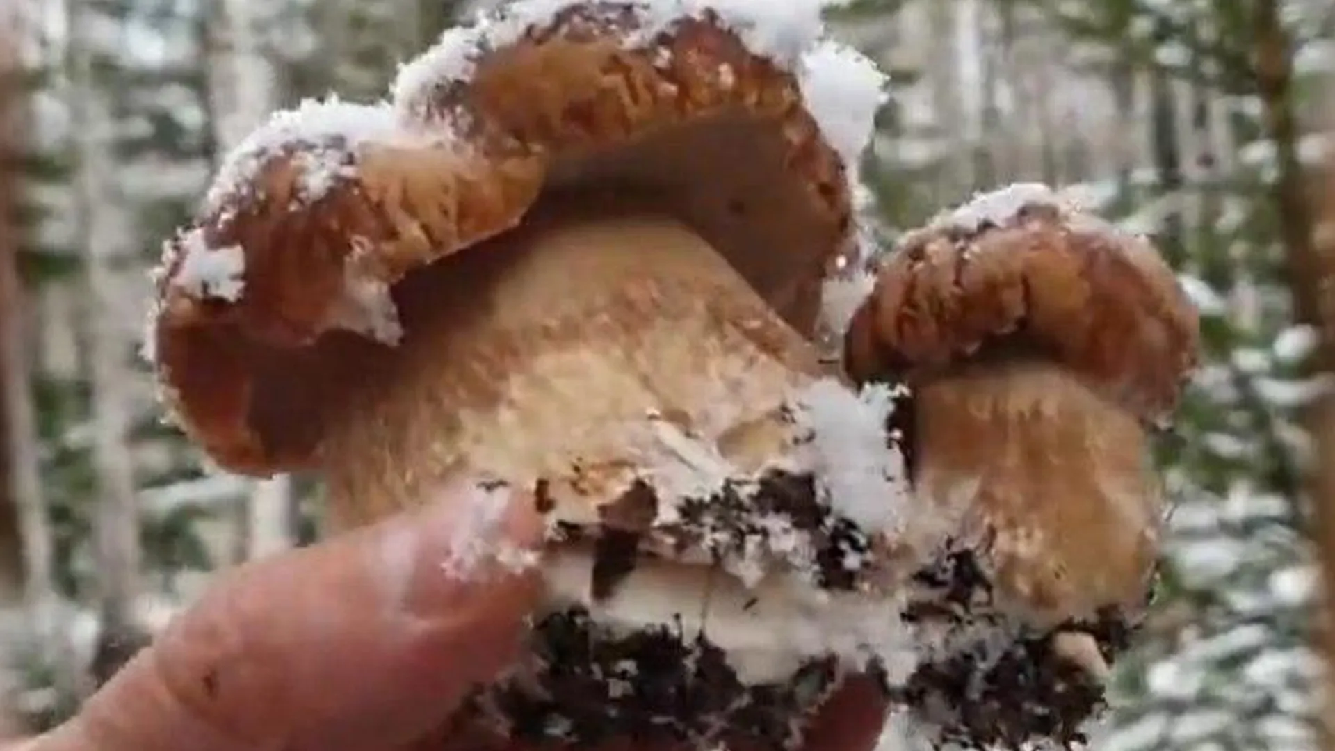 Подмосковные грибники нашли в лесу под снегом лужайку польских грибов