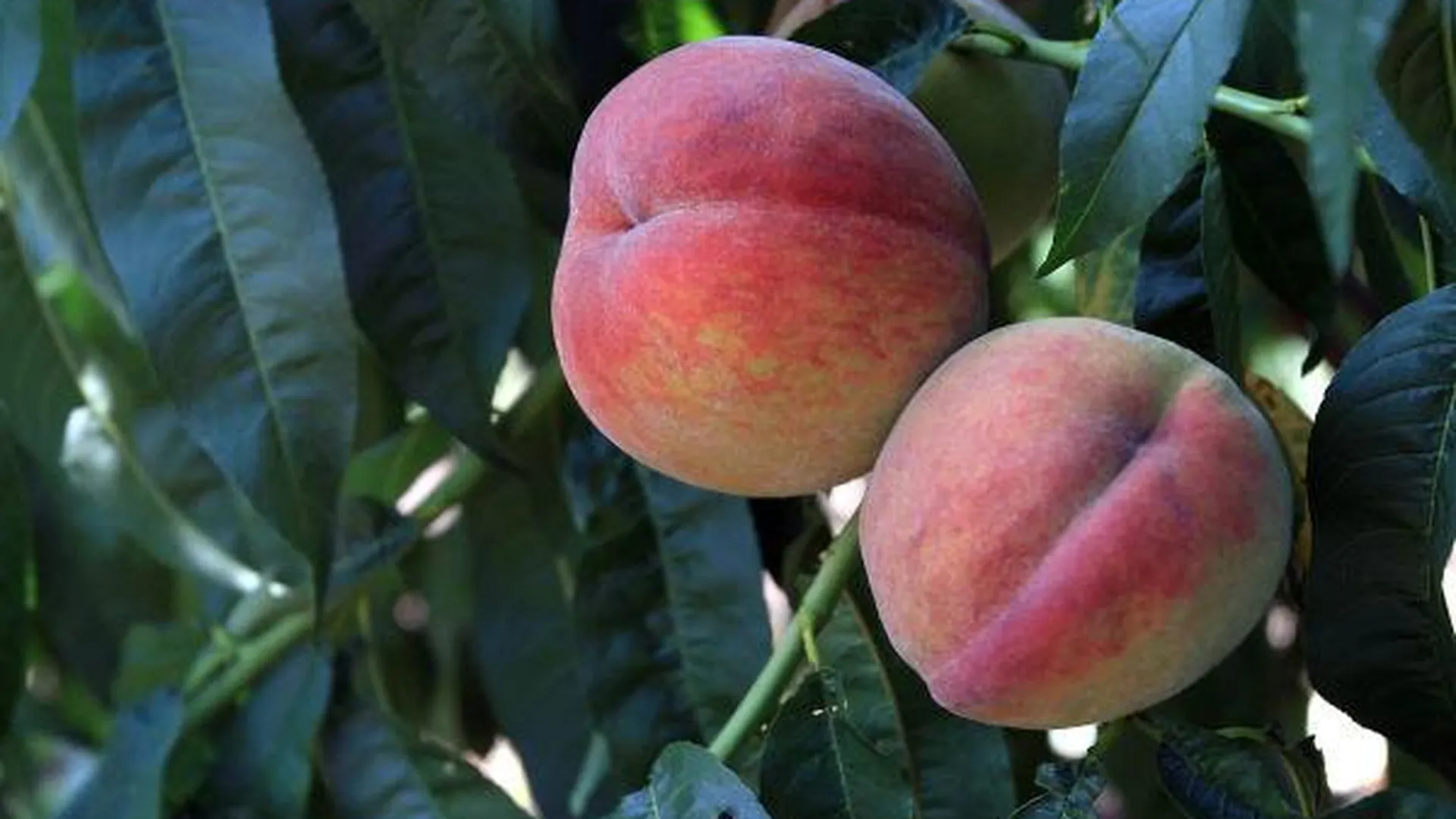 Почти 20 тонн санкционных персиков и нектаринов нашли в Коломне