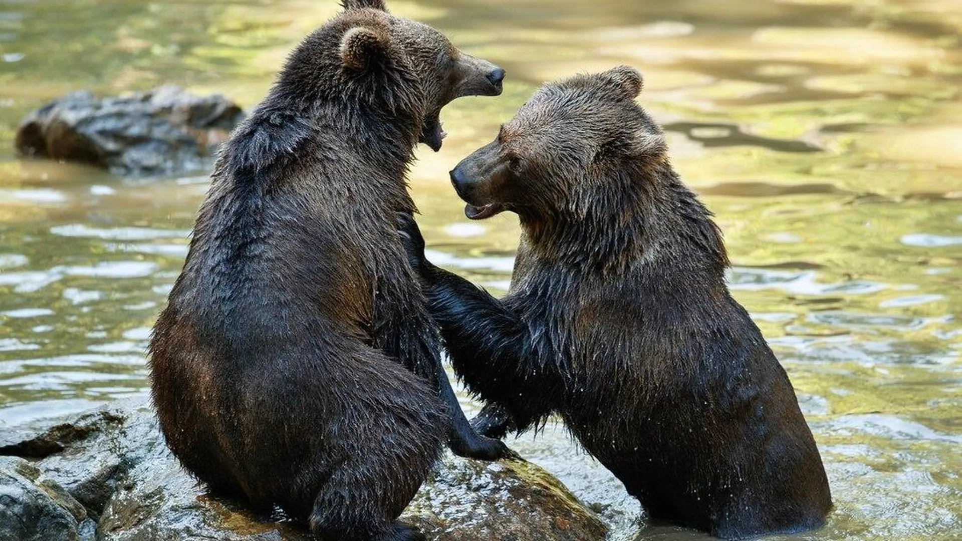 «Пакостники!» Три медведя проникли на продуктовую базу на Итурупе
