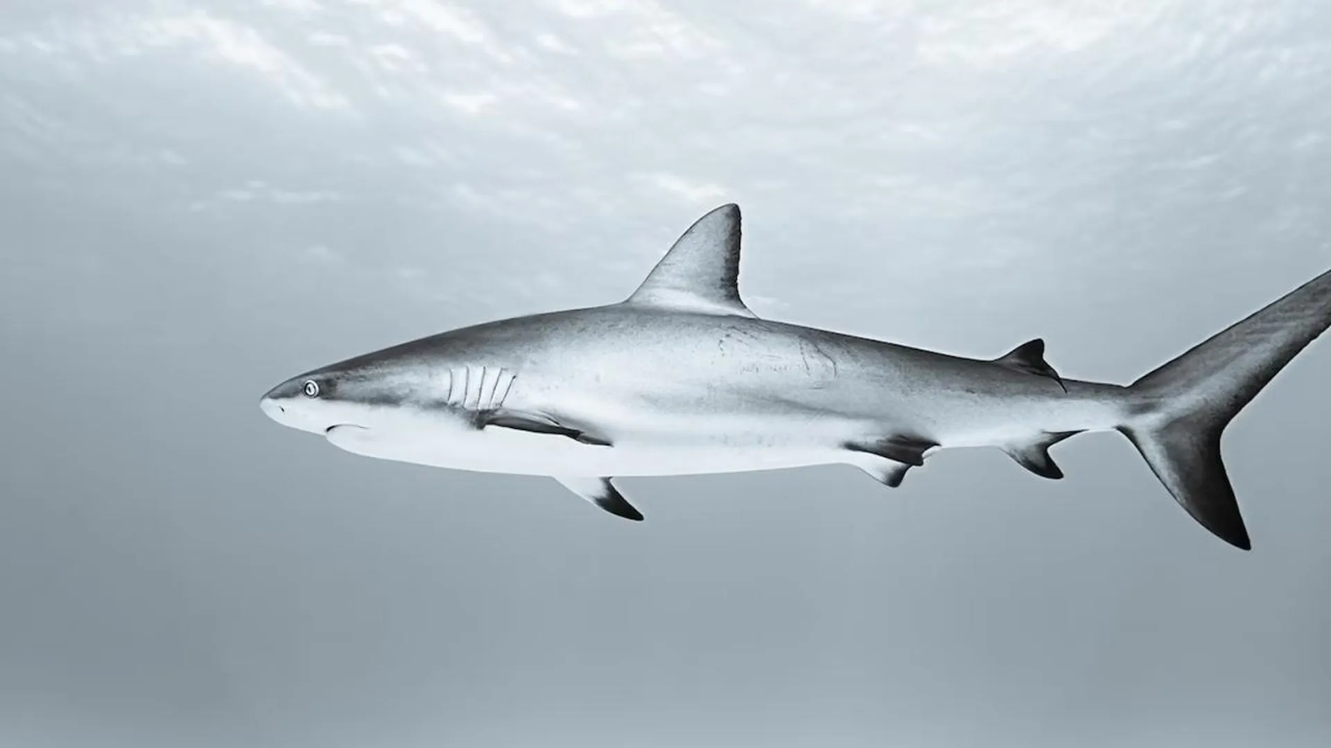 «Могут появляться там, где их раньше не было»: ихтиолог объяснил, какие акулы особенно опасны для человека
