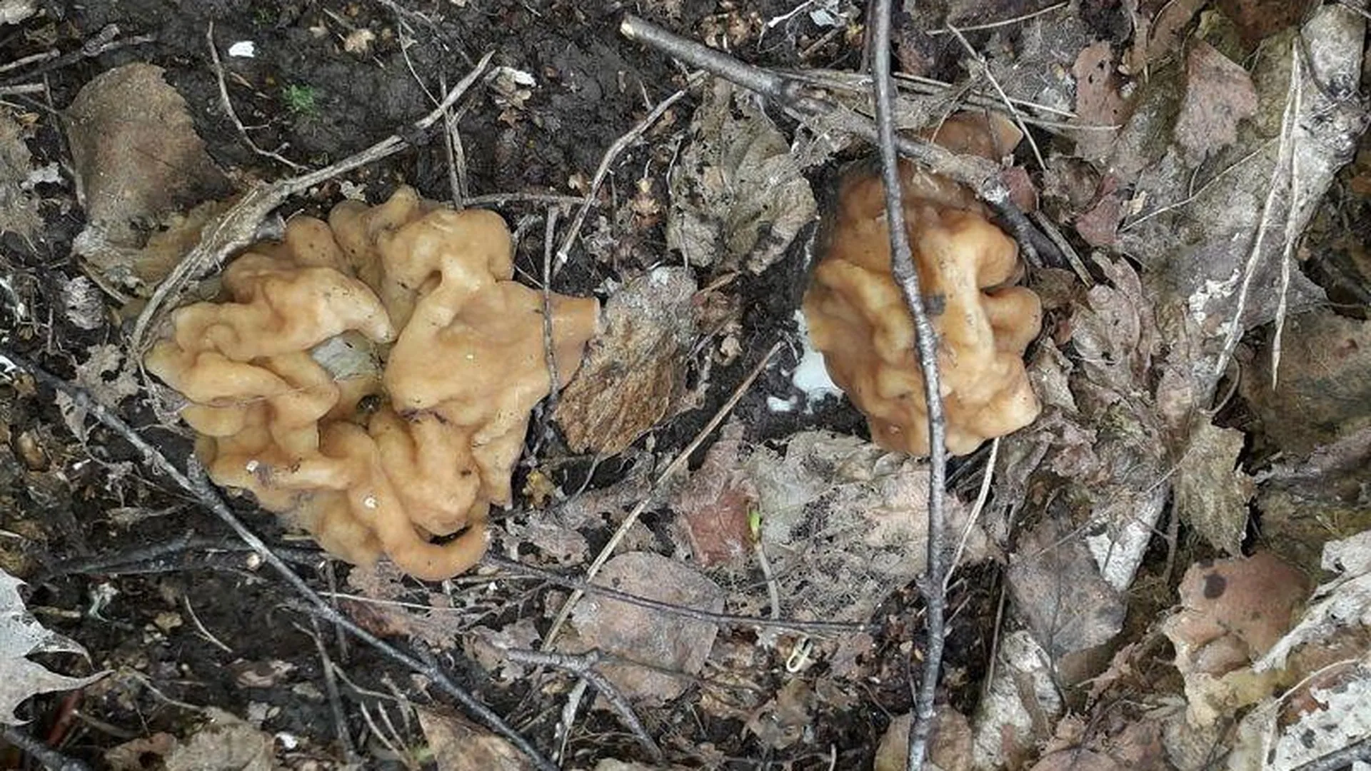 В Подмосковье обнаружили первые грибы