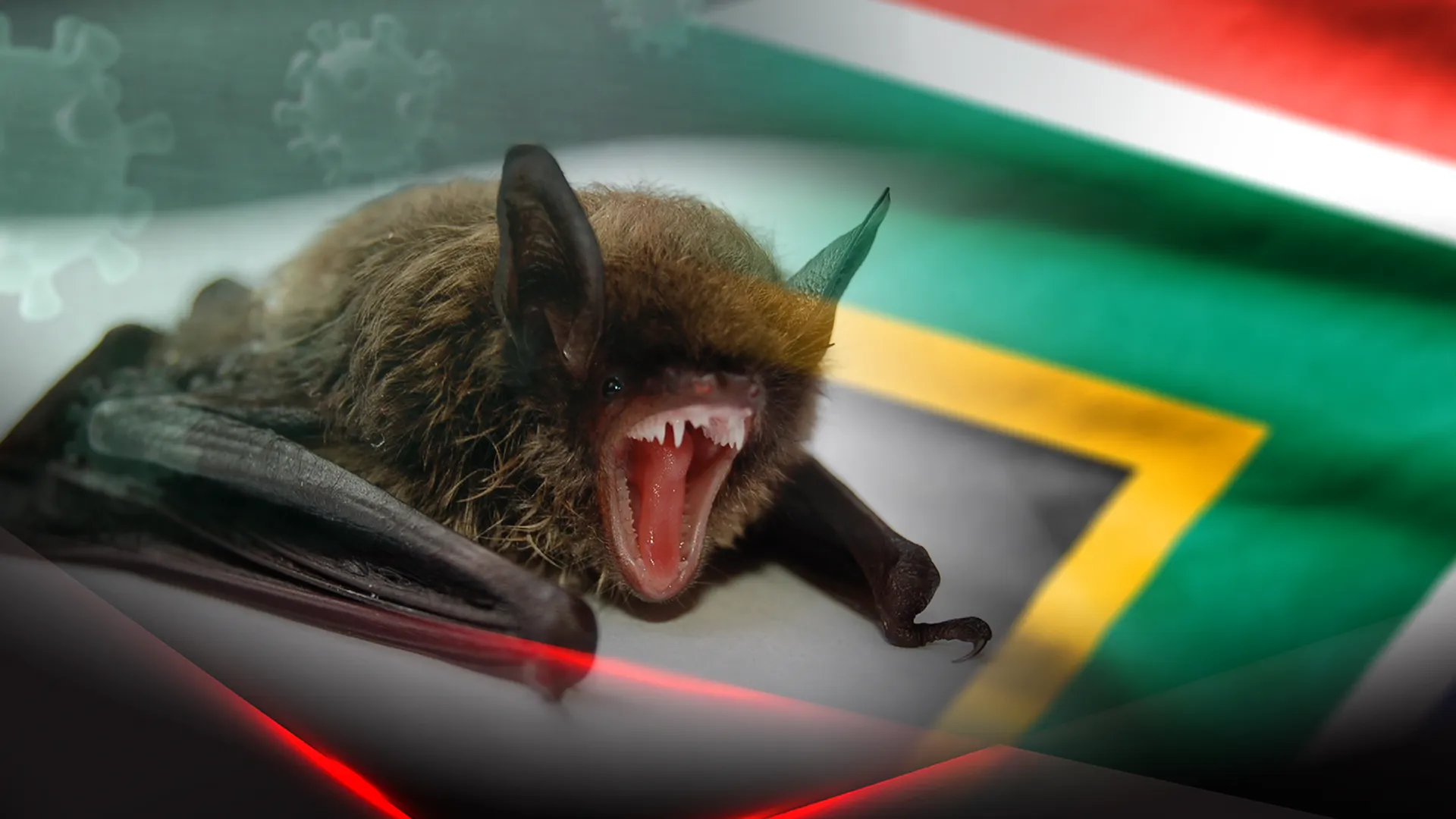 Злая летучая мышь на фоне флага ЮАР