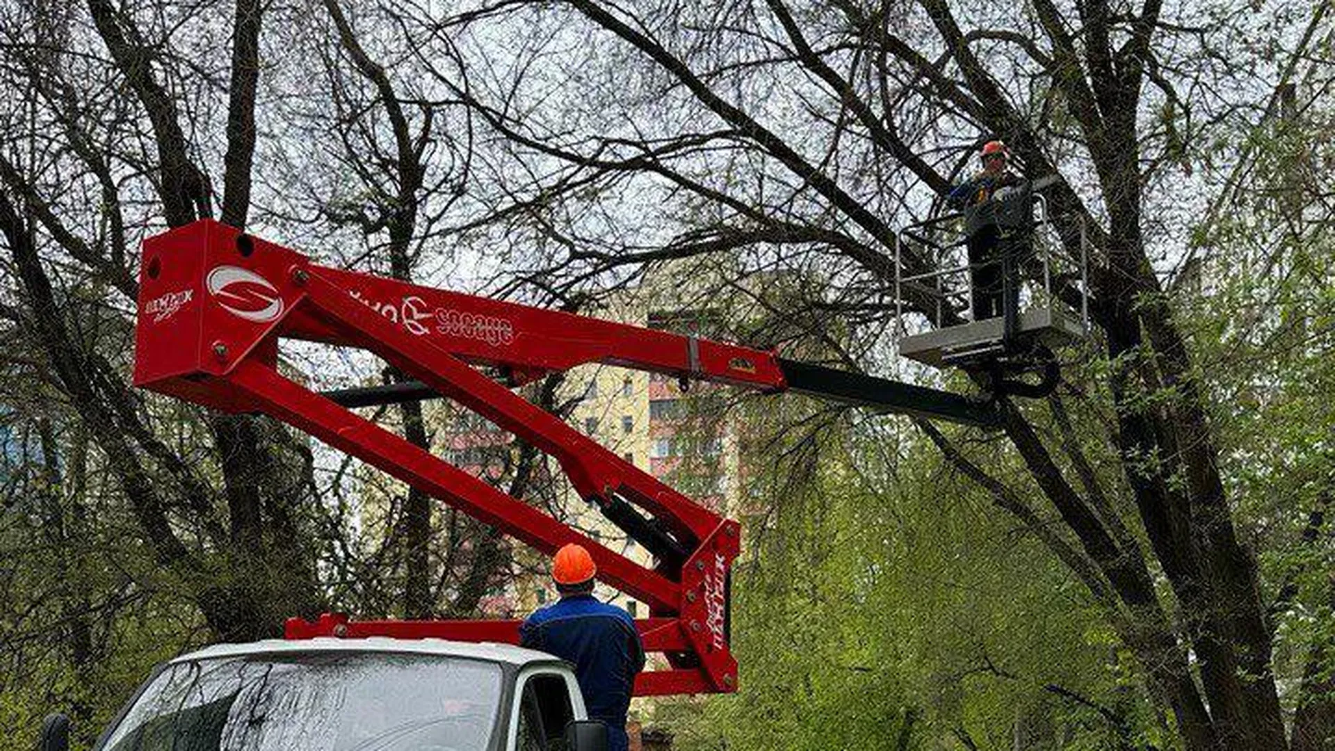 Более 2500 опасных деревьев спилили в Подмосковье в апреле