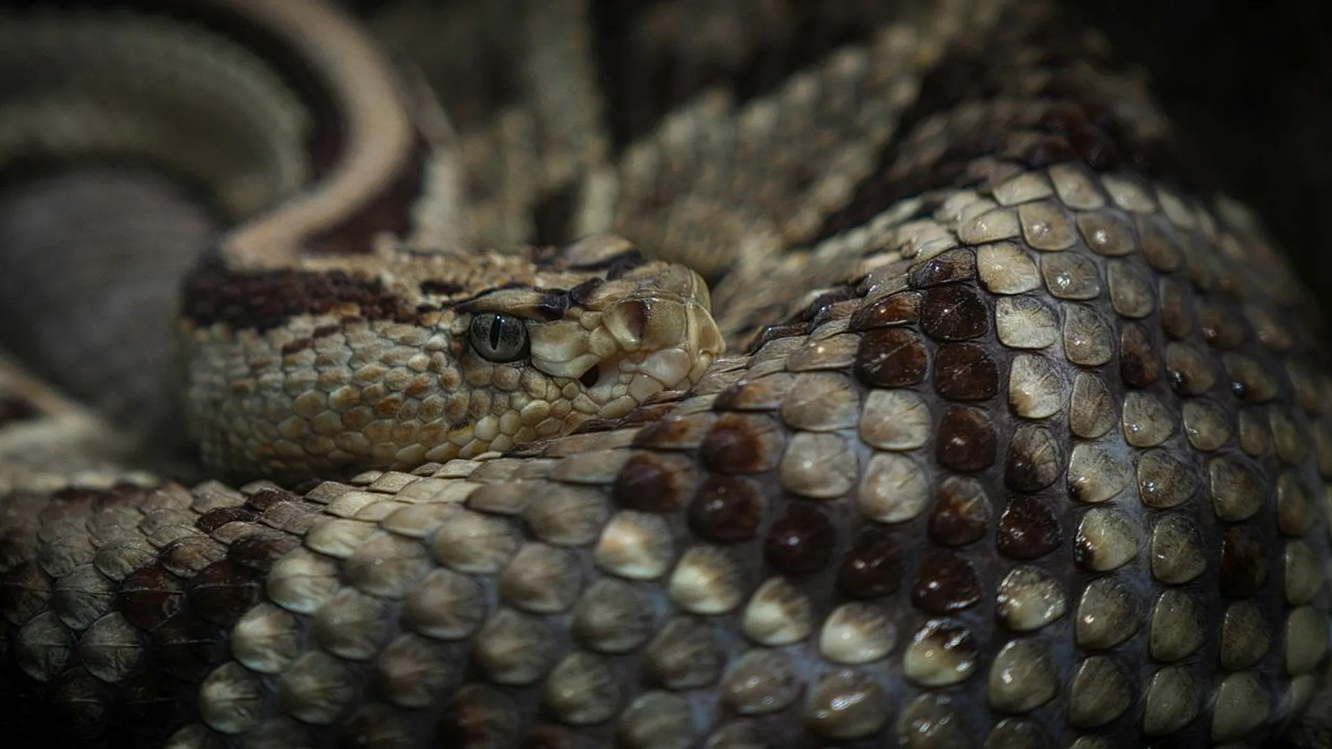 Жителей Подмосковья предупредили об опасности столкновения с ядовитыми змеями
