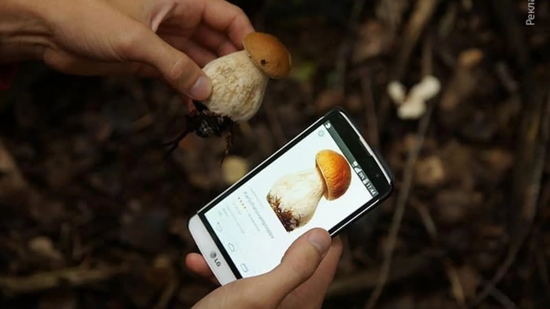 В лес со смартфоном: какие приложения придут на выручку грибникам