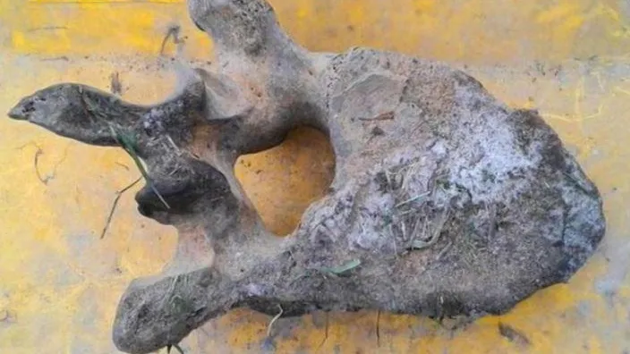 Кость мамонта нашел бульдозерист из Люберец во время ремонта дороги