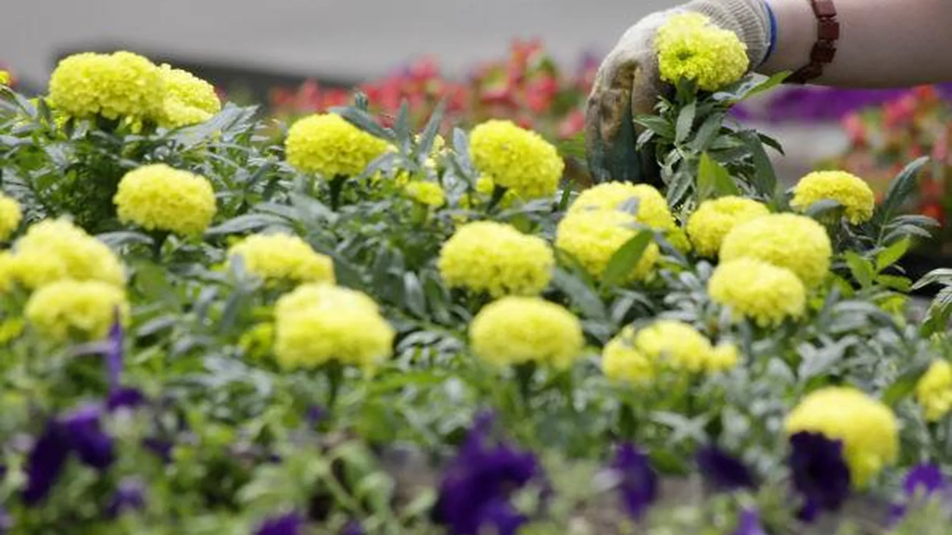 Двадцать шесть тысяч цветов высадили на гигантскую клумбу в Химках
