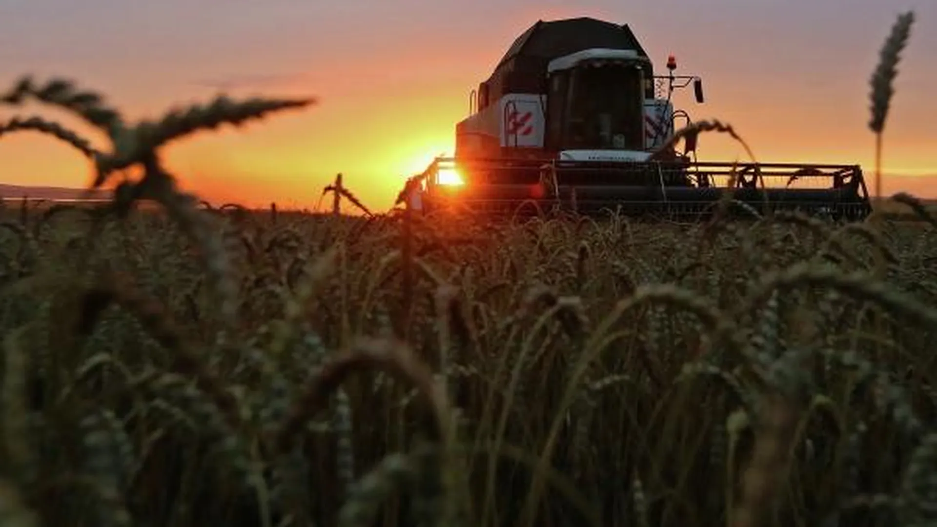 Свыше двух миллионов тонн зерна собрали в Рязанской области