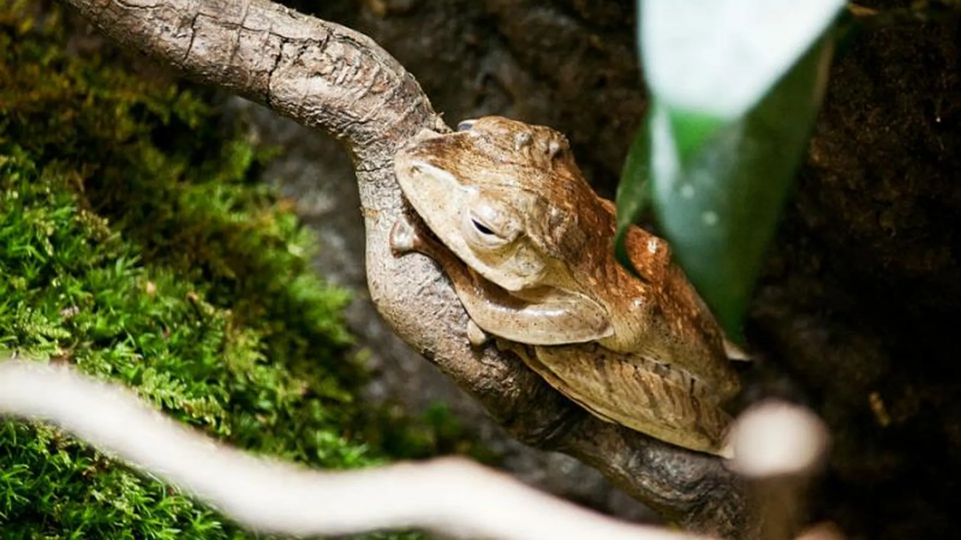 Лягушачьи гнезда можно увидеть в Московском зоопарке