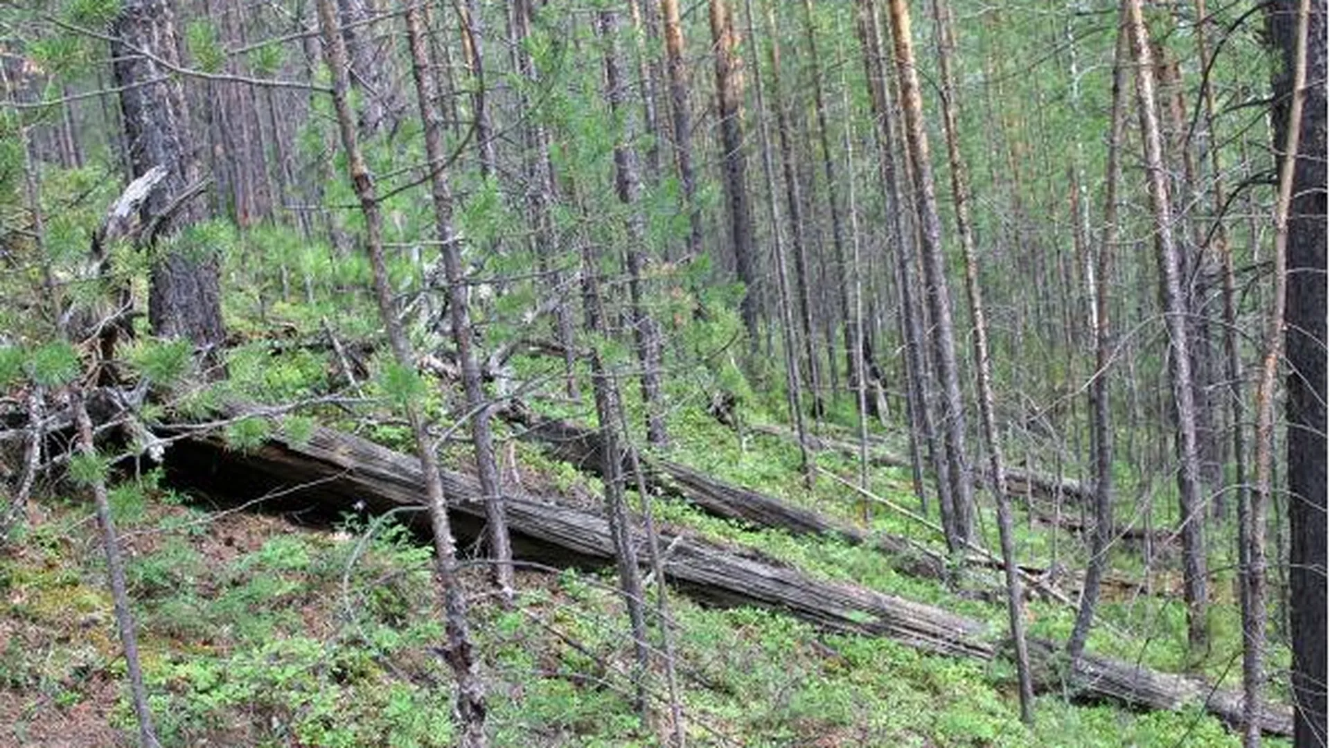 Две камеры для мониторинга лесов установят в Одинцовском районе