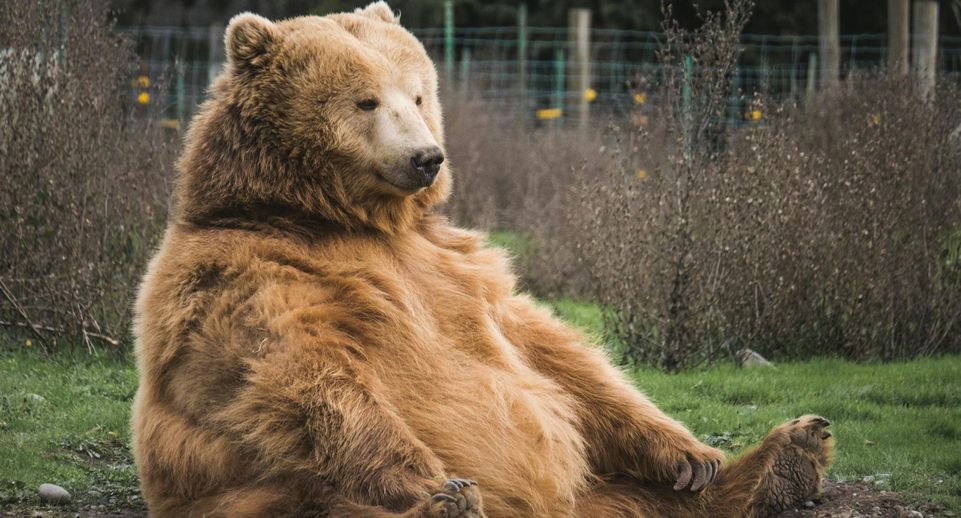 В парке «Ленские столбы» медведь попытался обчистить инспекторский домик