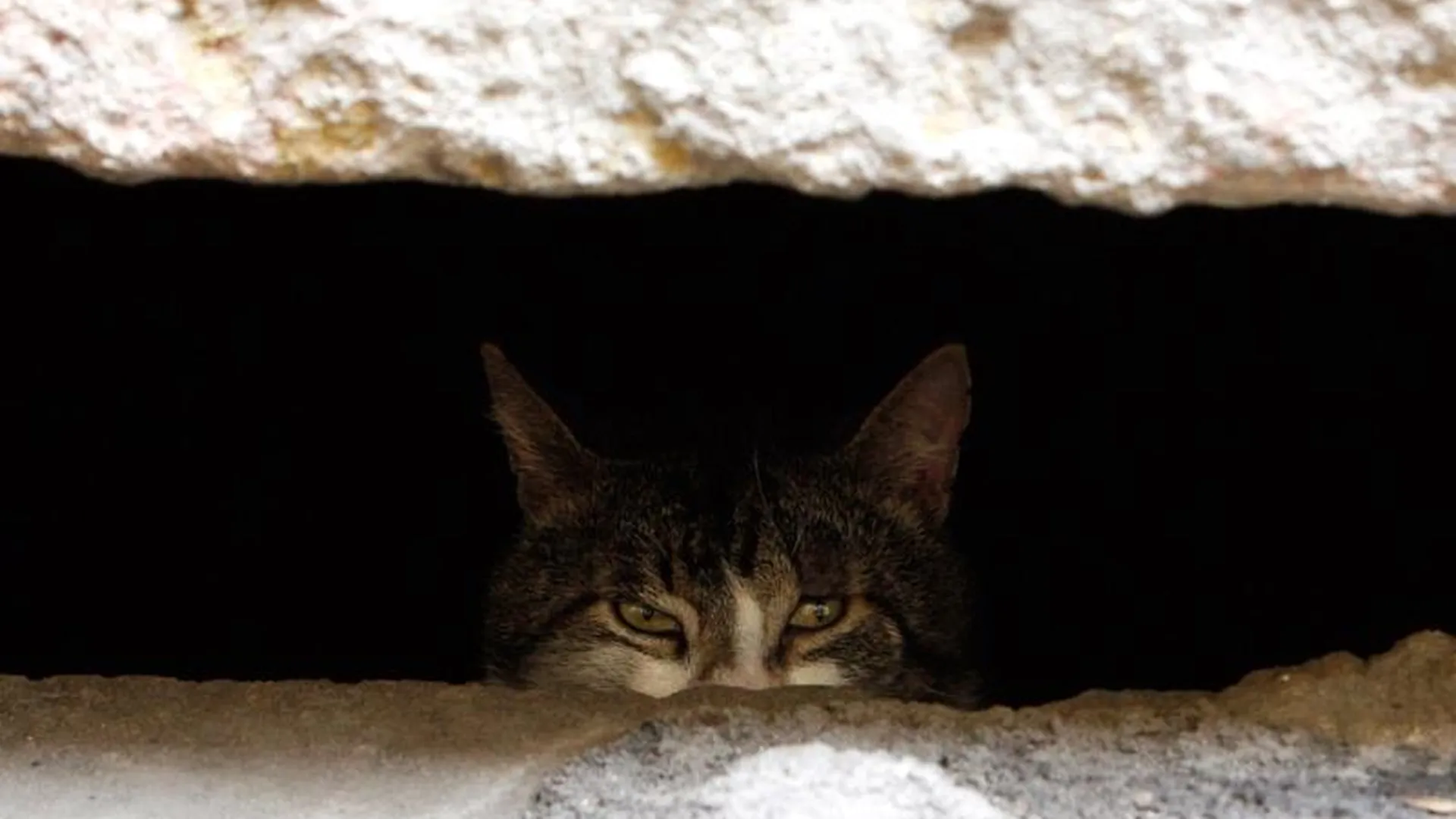 Несколько кошек заживо замуровали в подвале в Раменском районе