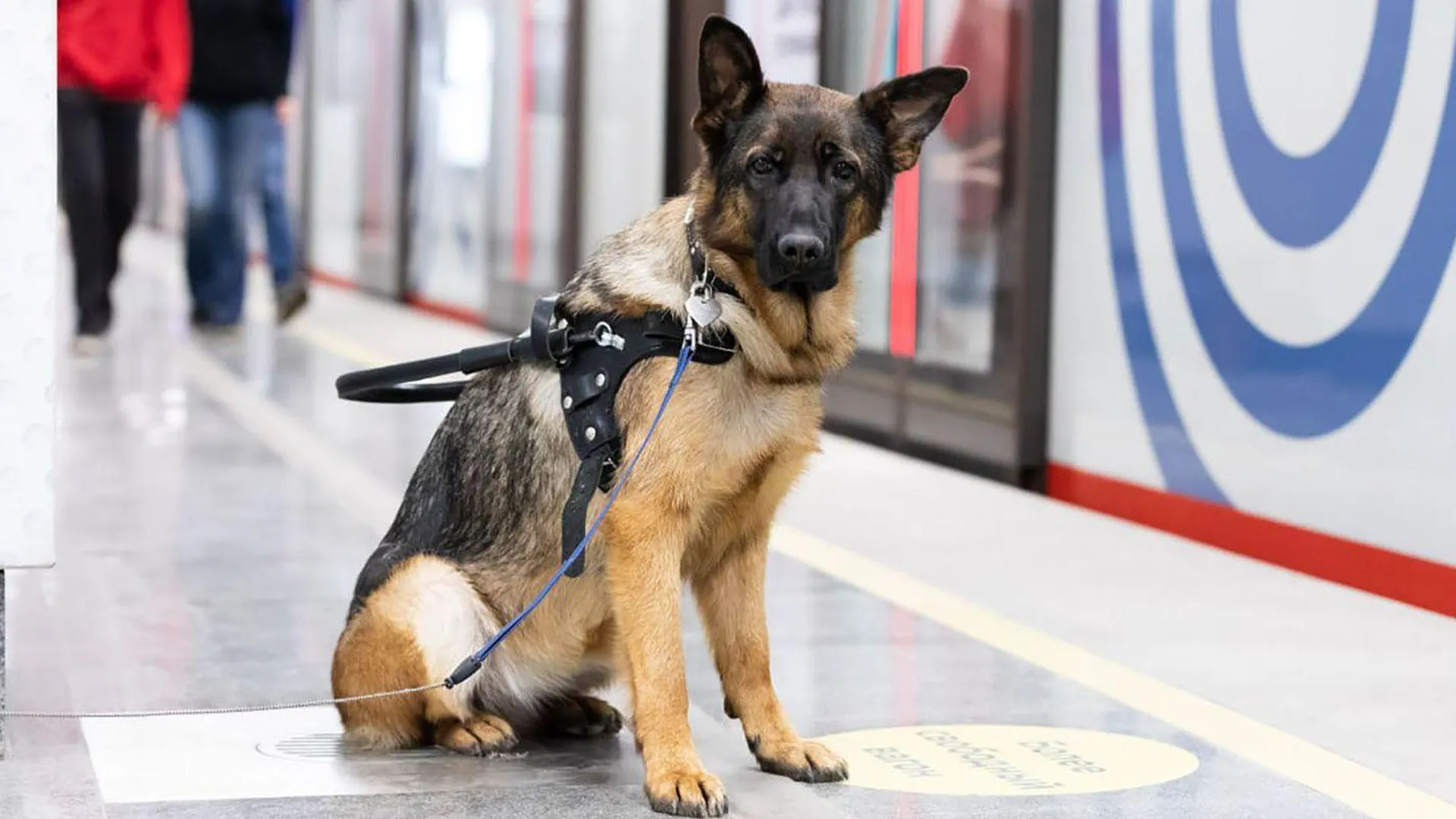 Помогать маломобильным пассажирам в столичном метро будут 350 собак-проводников