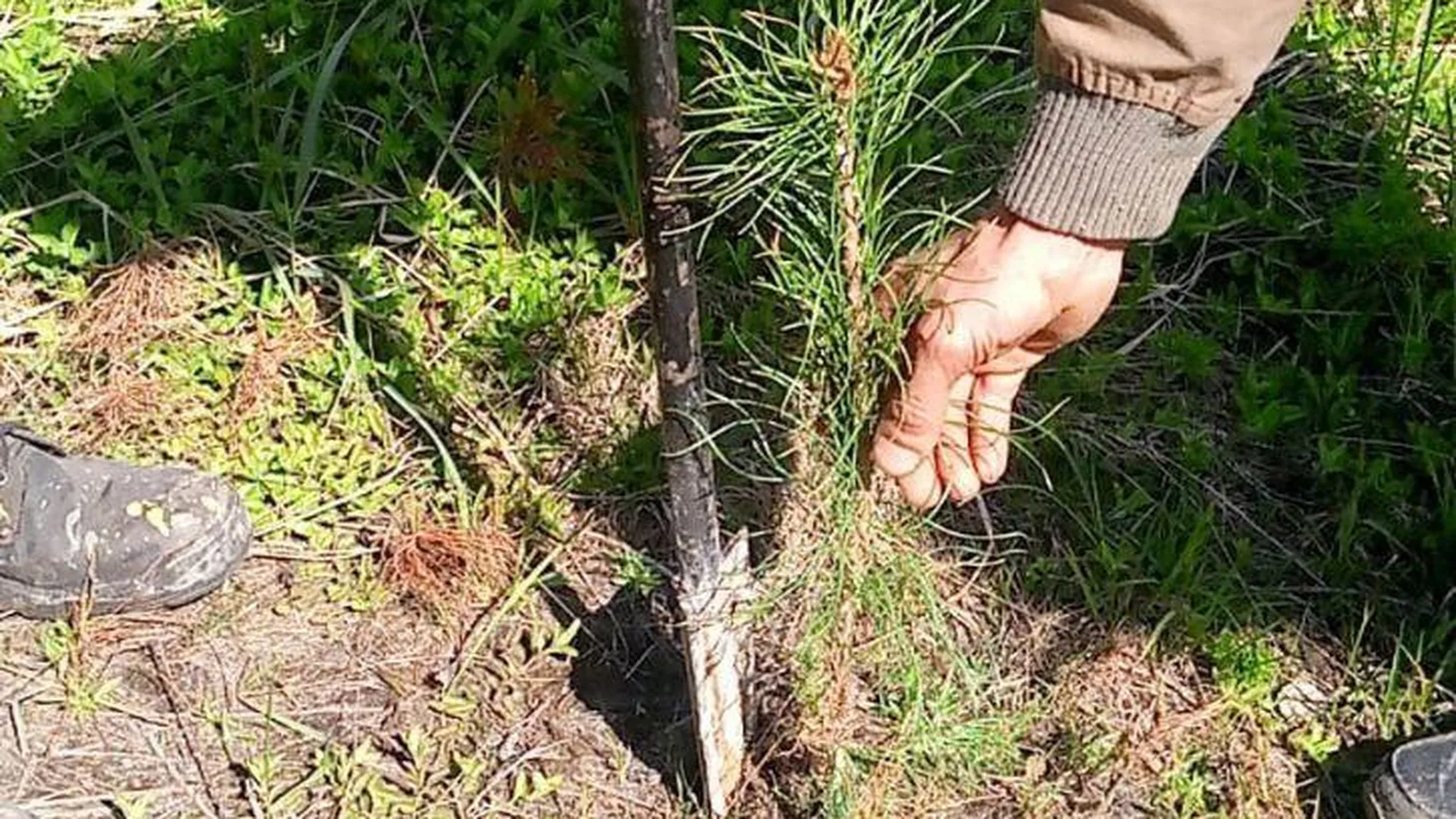 Жителям Подмосковья в преддверии акции «Лес Будущего» напомнили о том, как сажать деревья