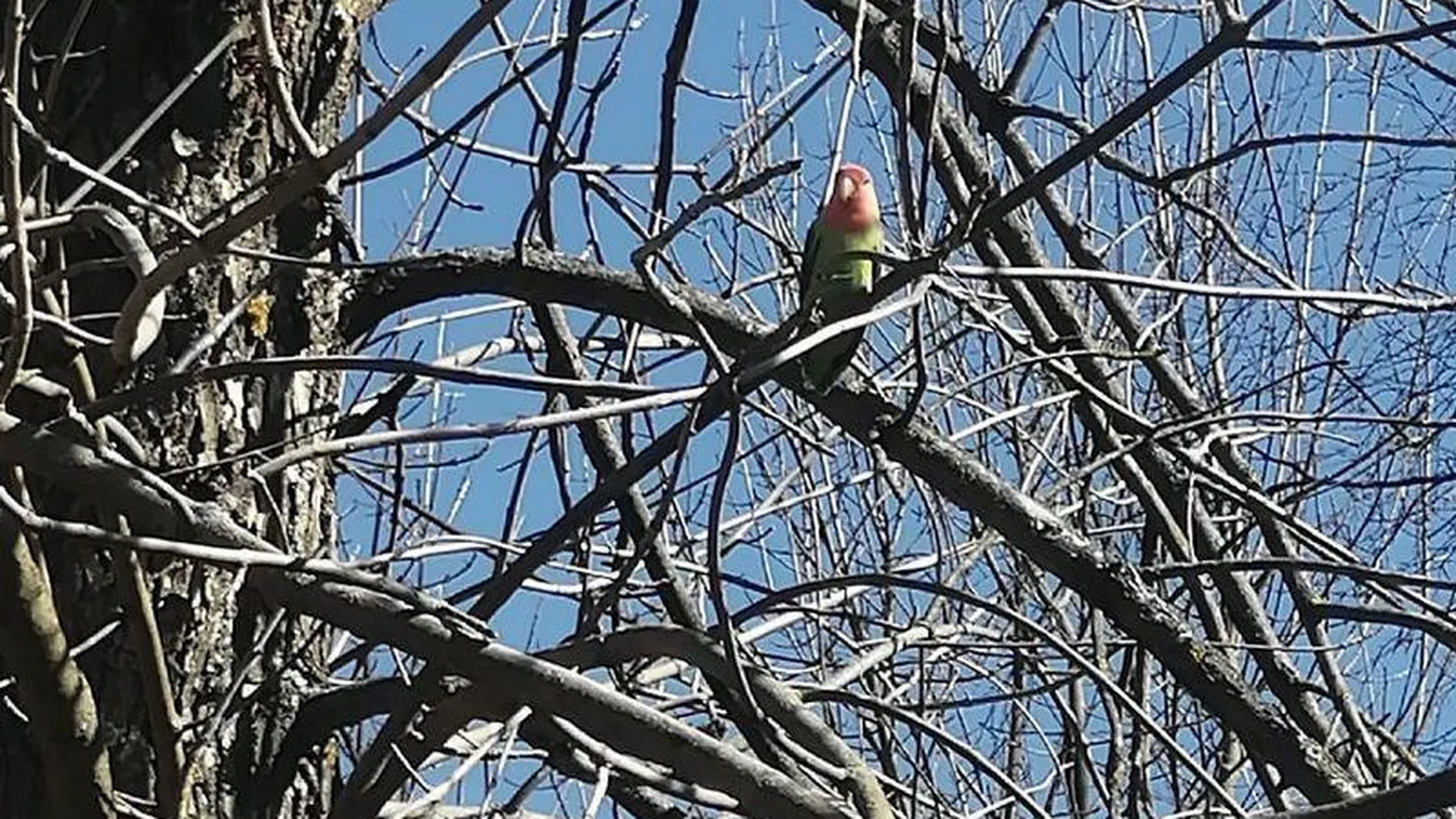 Попугая, сидящего на дереве, заметили в Волоколамске