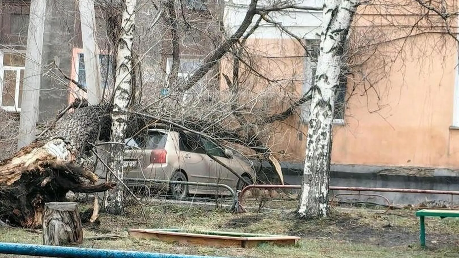 Дерево упало на машину в Новокузнецке, два человека погибли — СМИ | 360°