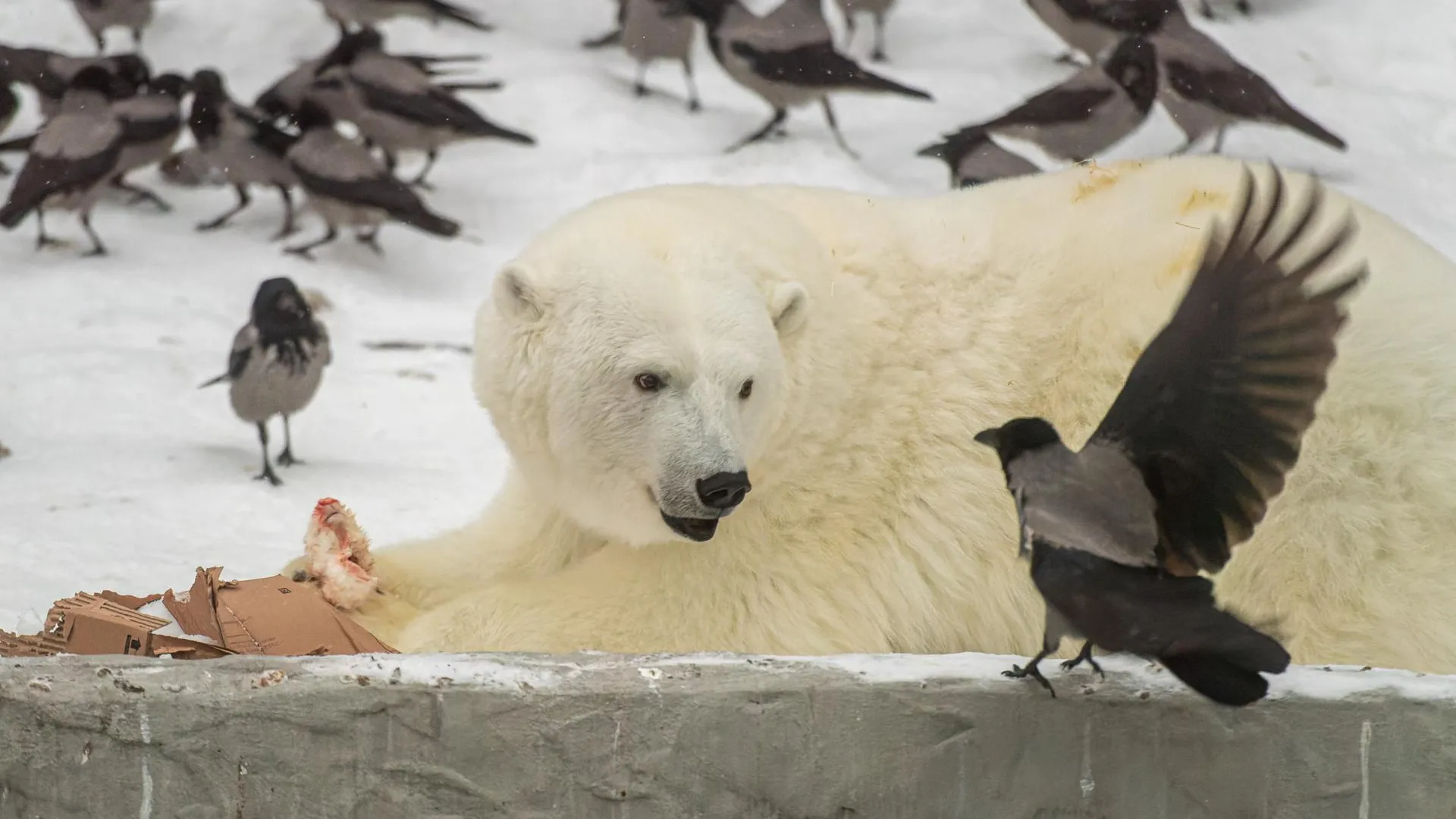 Белый медведь в Московском зоопарке. Фото: Komsomolskaya Pravda