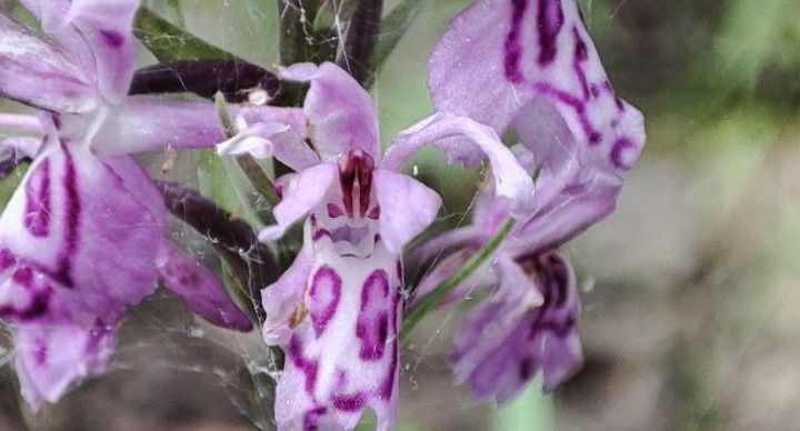 Редкие орхидеи заметили в лесах Подмосковья