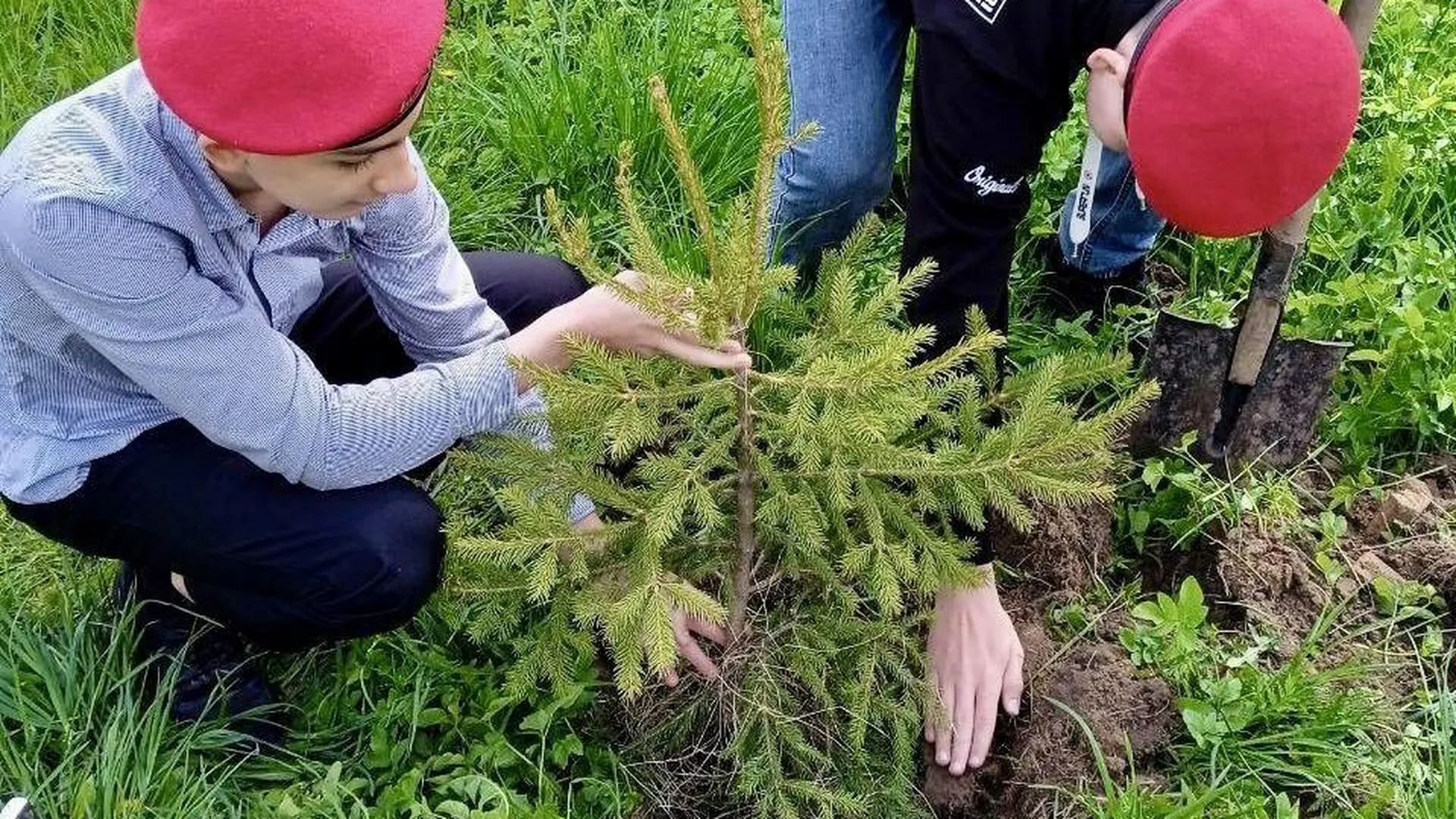 К акции «Наш Лес. Посади свое дерево» в Клину подготовили сорок участков для высадки деревьев