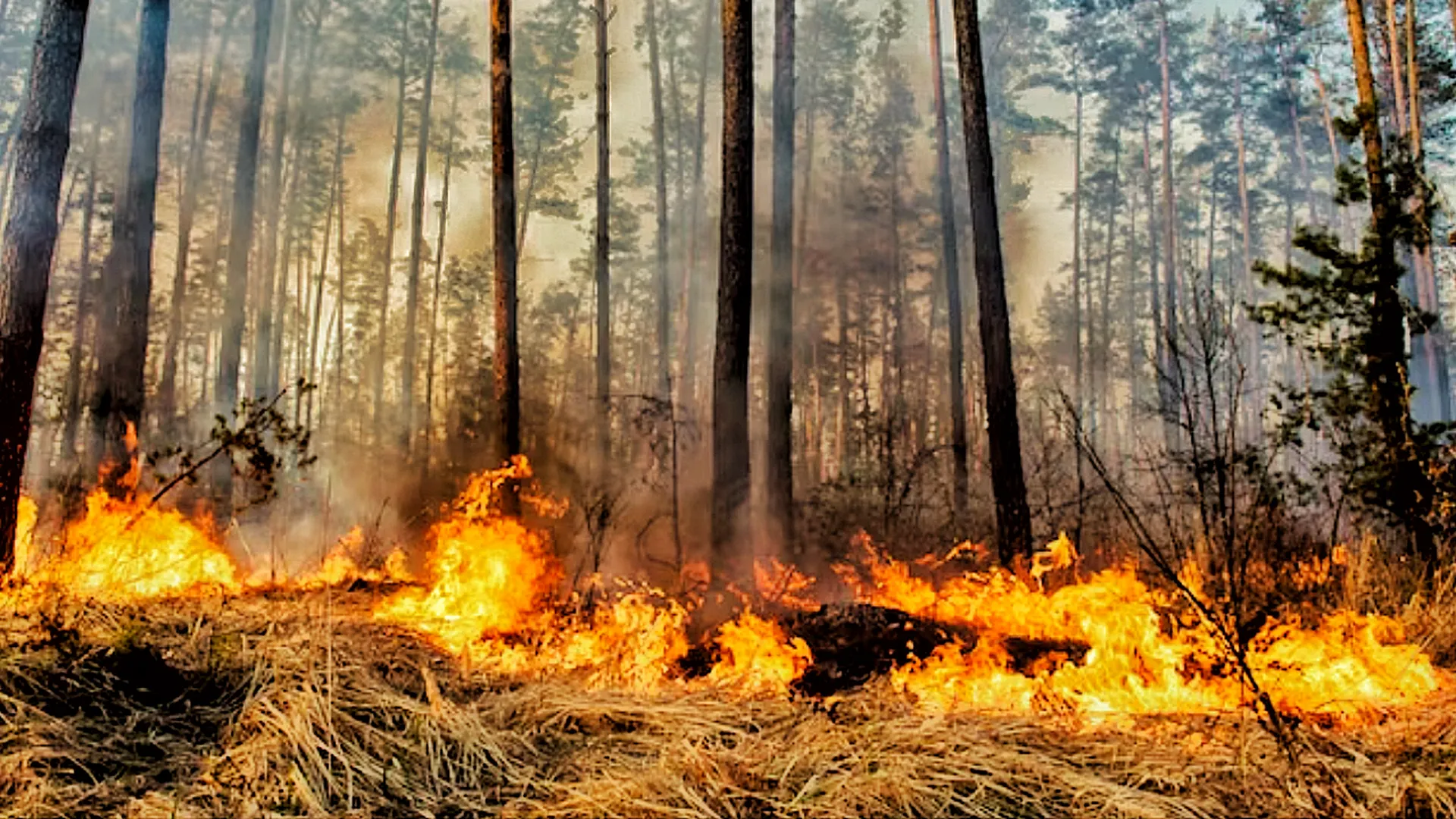 Засуха и лесные пожары: выяснилось, как аномальная жара повлияет на Россию