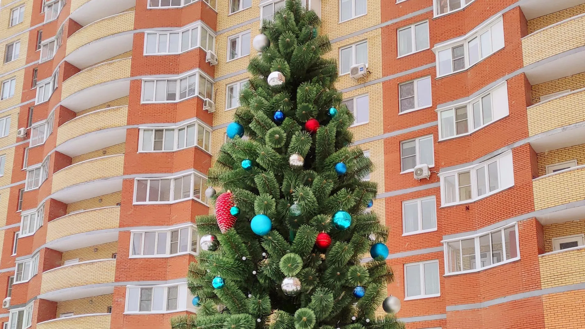 Самую густую и красивую елку в Подмосковье выберут 22 декабря